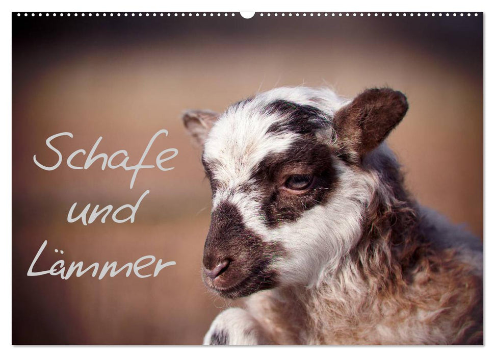 Schafe und Lämmer (CALVENDO Wandkalender 2025)