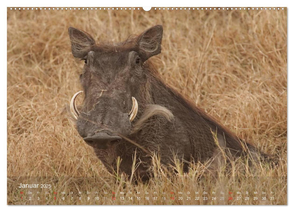 Zimbabwe (CALVENDO Premium Wandkalender 2025)