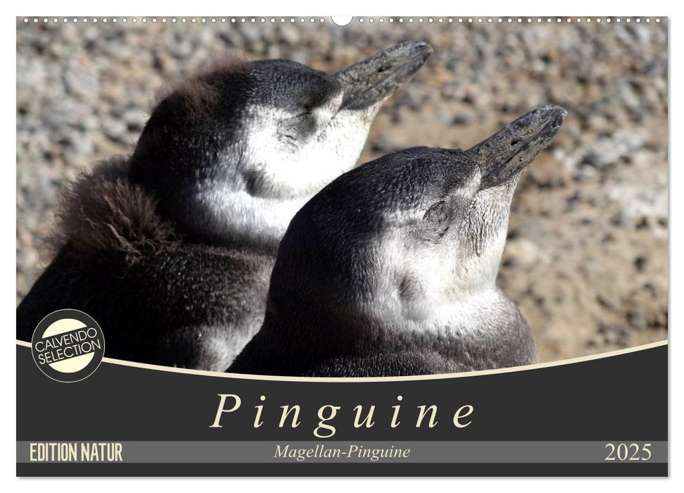 Magellan-Pinguine (CALVENDO Wandkalender 2025)