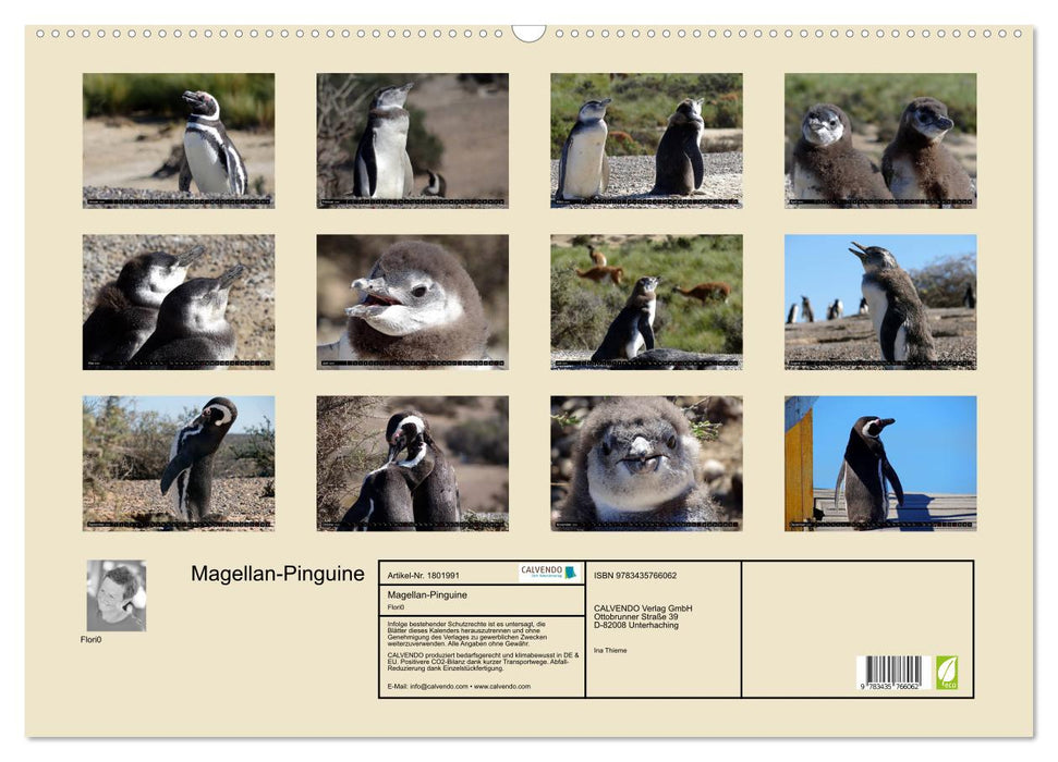 Magellan-Pinguine (CALVENDO Wandkalender 2025)