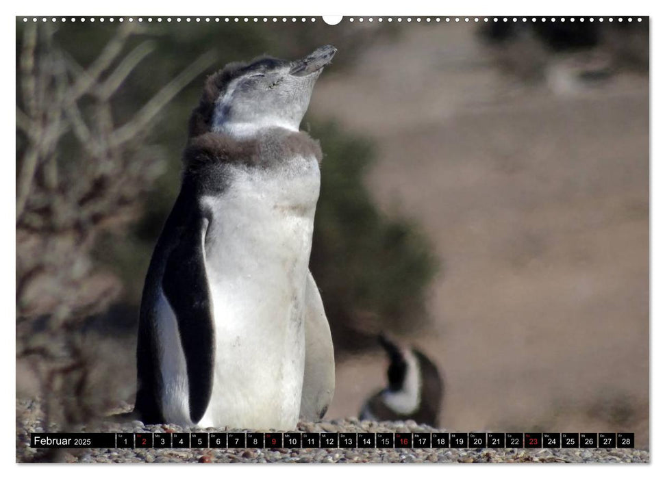 Magellan-Pinguine (CALVENDO Wandkalender 2025)