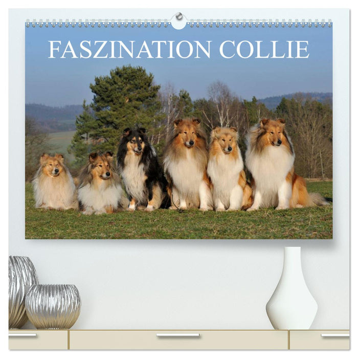 Faszination Collie 2025 (CALVENDO Premium Wandkalender 2025)