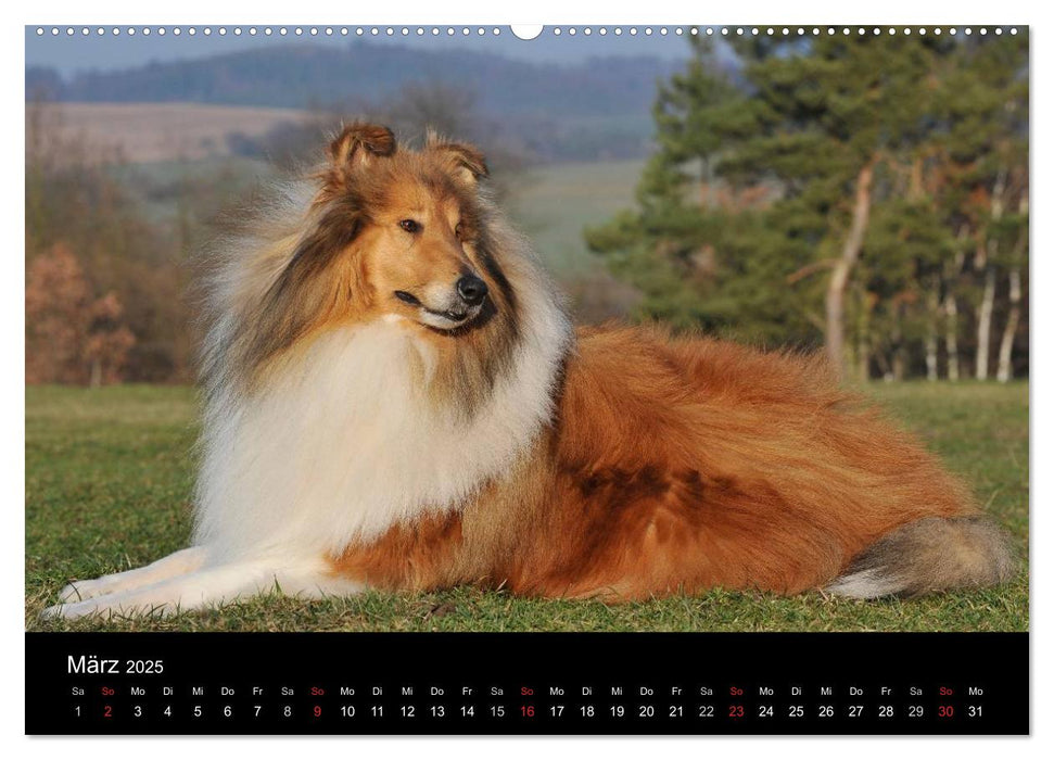 Faszination Collie 2025 (CALVENDO Premium Wandkalender 2025)