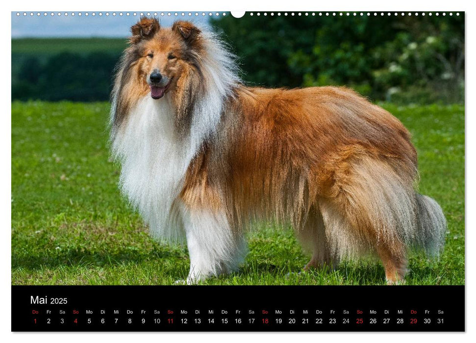 Faszination Collie 2025 (CALVENDO Premium Wandkalender 2025)