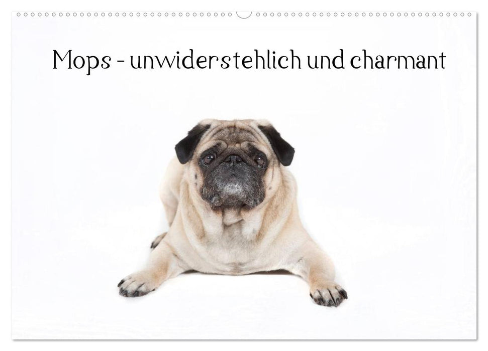 Mops - unwiderstehlich und charmant (CALVENDO Wandkalender 2025)