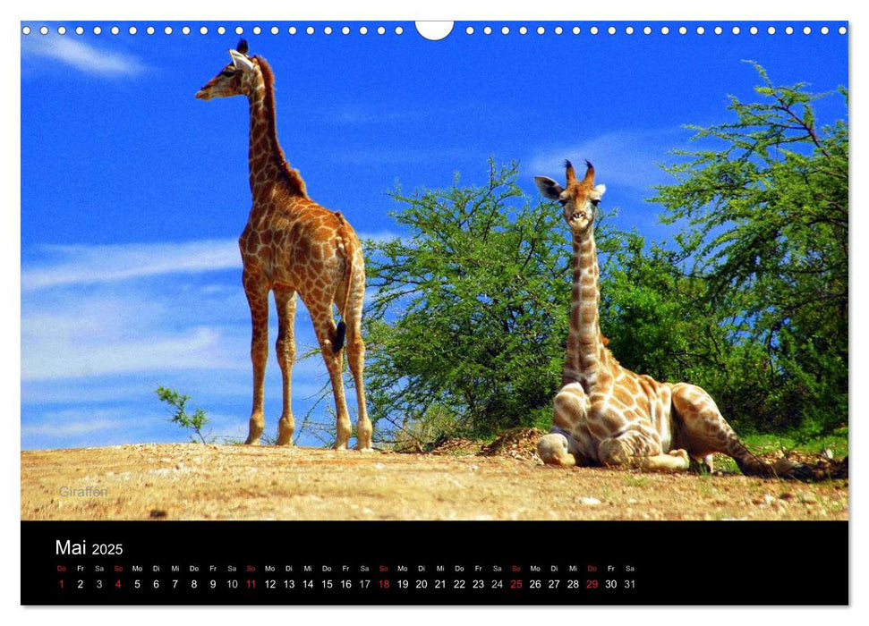 Namibia und Südliches Afrika - Tiere und Landschaften (CALVENDO Wandkalender 2025)