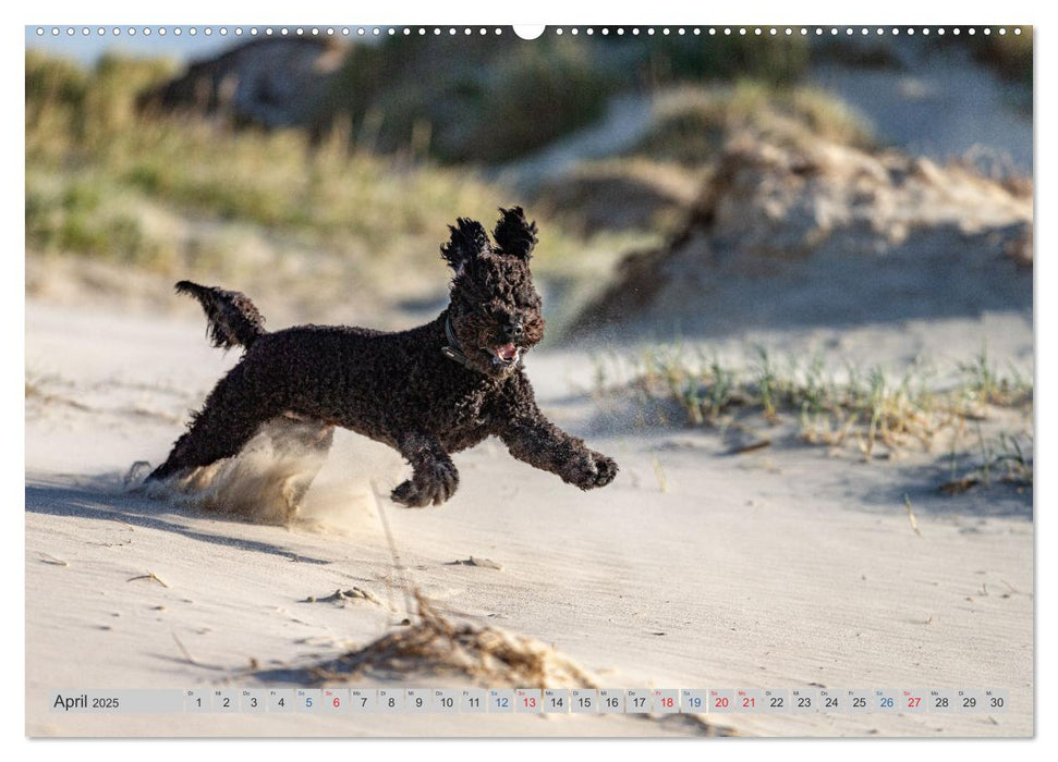 POWERHUNDE 2025 (CALVENDO Wandkalender 2025)