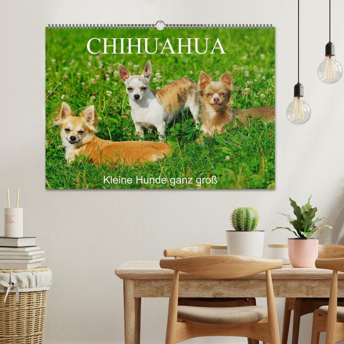 Chihuahua - Kleine Hunde ganz groß (CALVENDO Wandkalender 2025)