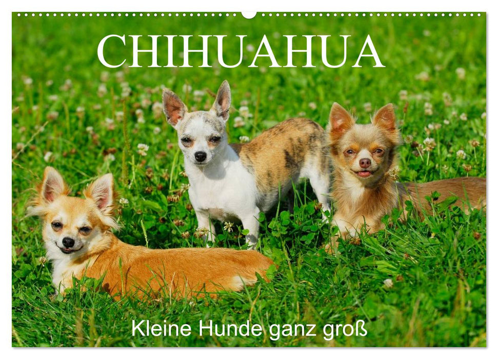 Chihuahua - Kleine Hunde ganz groß (CALVENDO Wandkalender 2025)