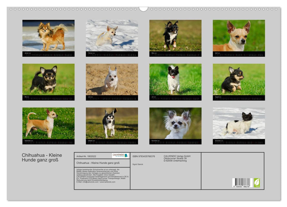 Chihuahua - Kleine Hunde ganz groß (CALVENDO Wandkalender 2025)