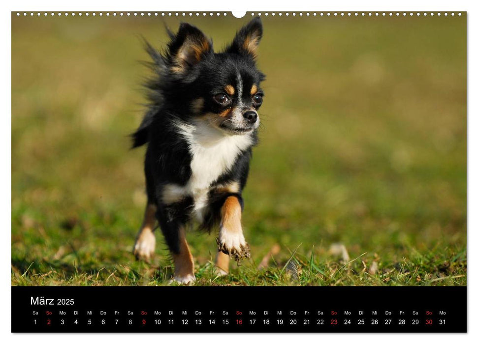 Chihuahua - Kleine Hunde ganz groß (CALVENDO Wandkalender 2025)