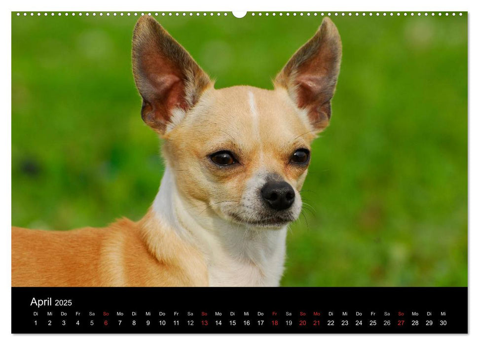 Chihuahua - Kleine Hunde ganz groß (CALVENDO Wandkalender 2025)