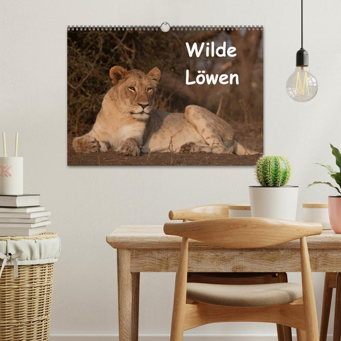 Wilde Löwen (CALVENDO Wandkalender 2025)