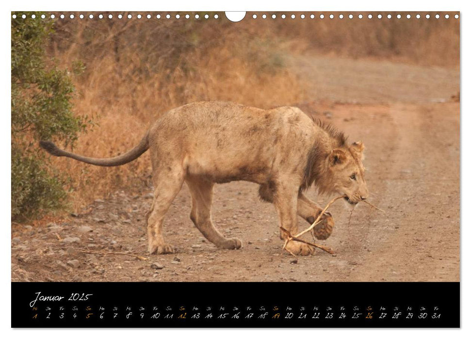 Wilde Löwen (CALVENDO Wandkalender 2025)