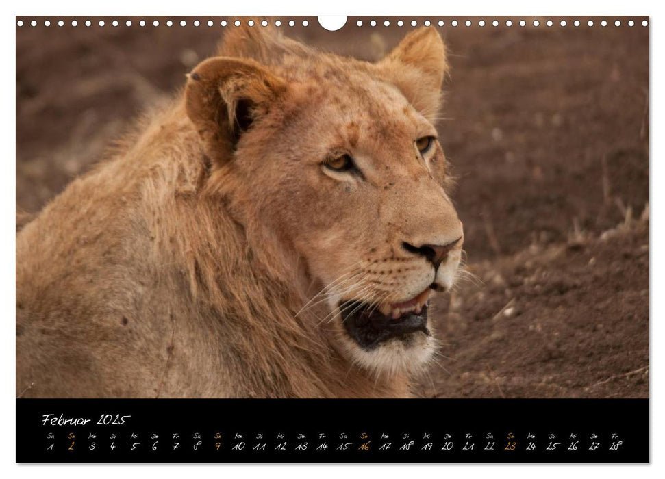 Wilde Löwen (CALVENDO Wandkalender 2025)