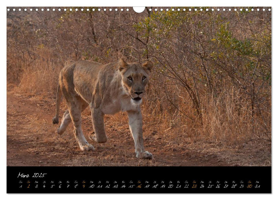 Wilde Löwen (CALVENDO Wandkalender 2025)