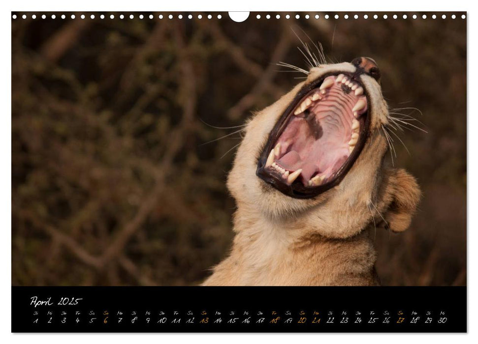 Wilde Löwen (CALVENDO Wandkalender 2025)