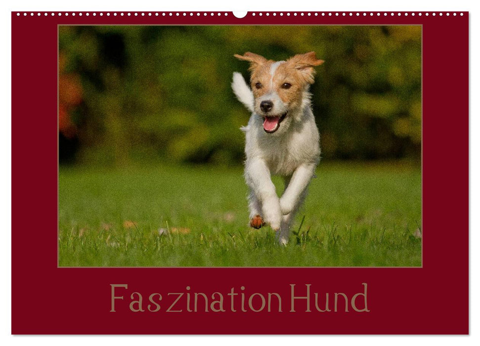 Faszination Hund (CALVENDO Wandkalender 2025)