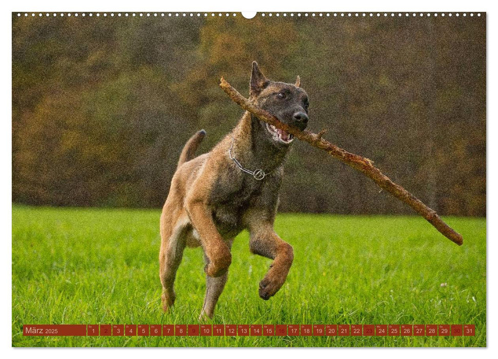 Faszination Hund (CALVENDO Wandkalender 2025)