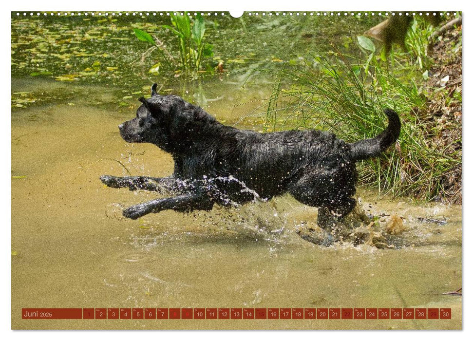 Faszination Hund (CALVENDO Wandkalender 2025)