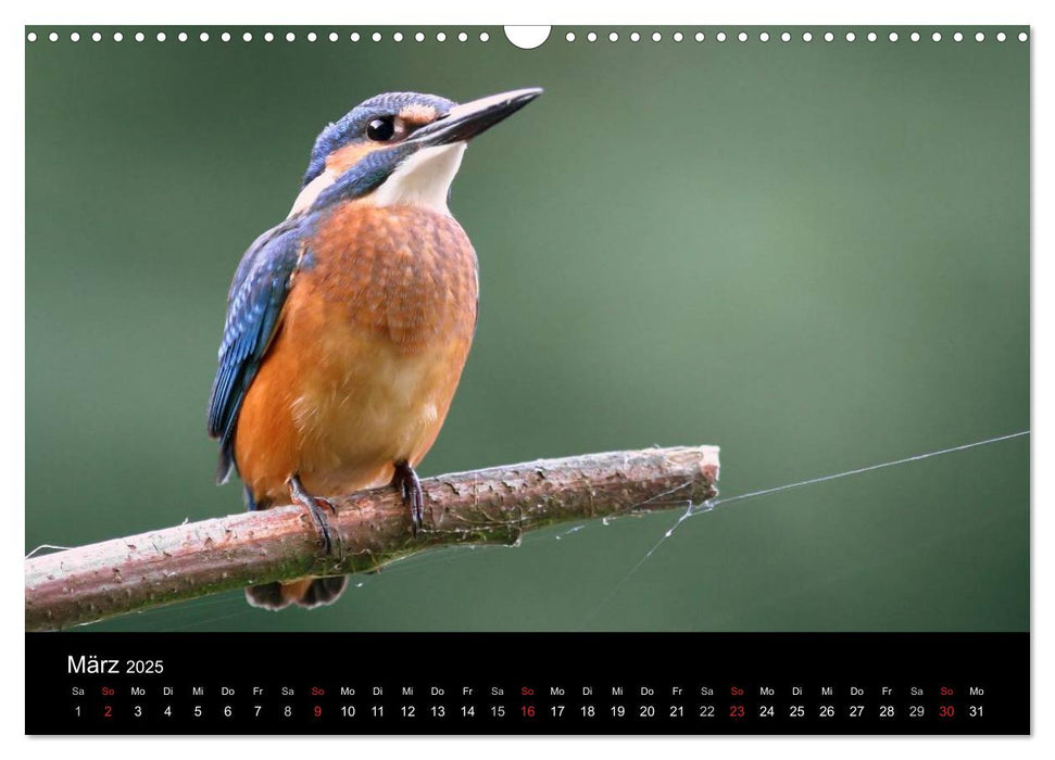 IM LAND DER EISVÖGEL (CALVENDO Wandkalender 2025)