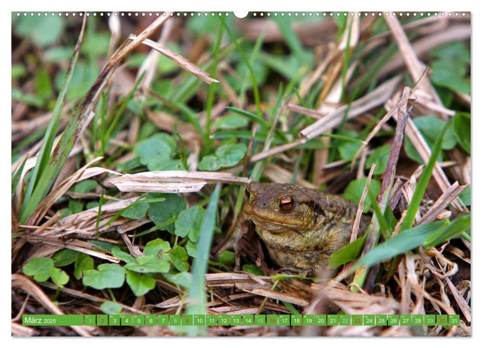 Am Froschteich (CALVENDO Premium Wandkalender 2025)