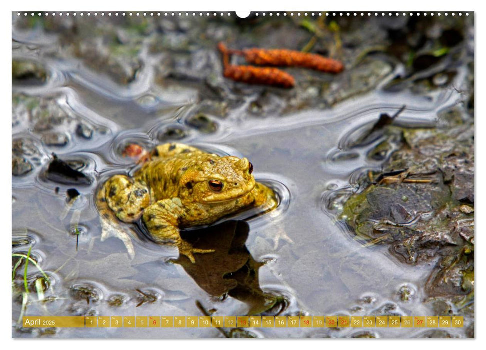 Am Froschteich (CALVENDO Premium Wandkalender 2025)