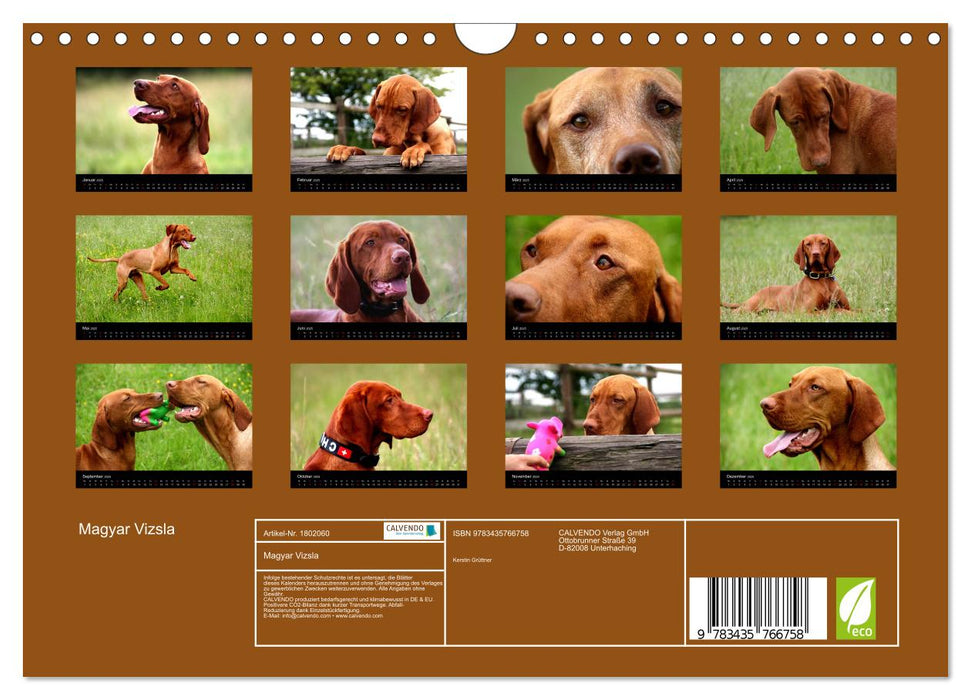 Magyar Vizsla (CALVENDO Wandkalender 2025)