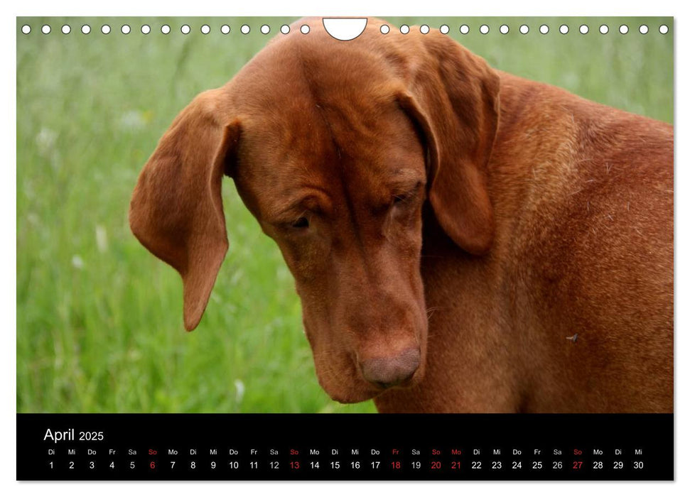 Magyar Vizsla (CALVENDO Wandkalender 2025)