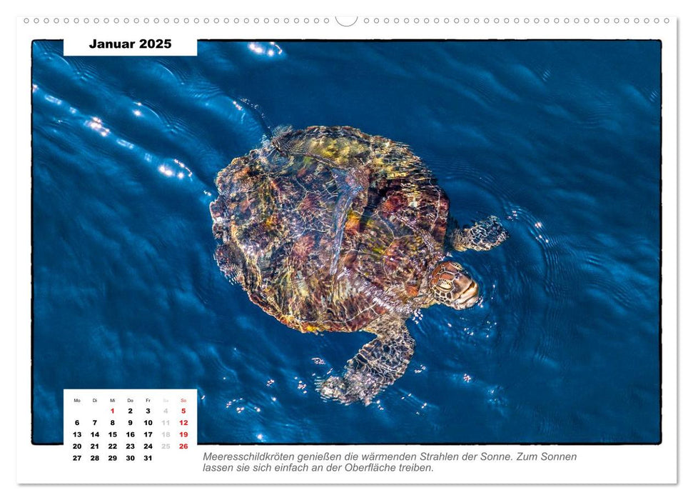 Meeresschildkröten, die Nomaden der Meere (CALVENDO Wandkalender 2025)