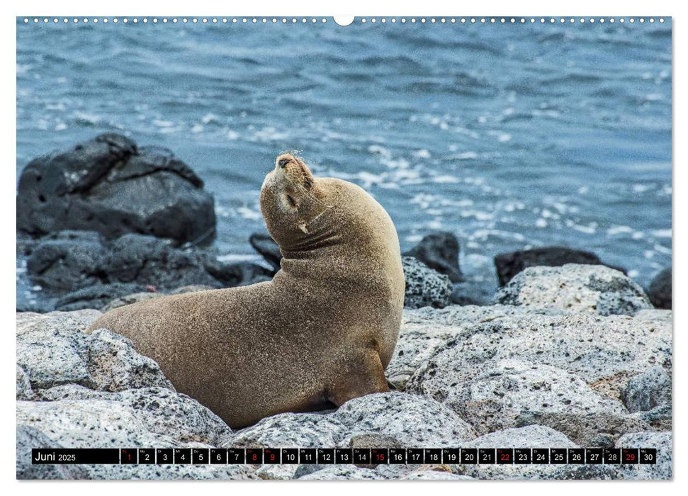 Galapagos (CALVENDO Premium Wandkalender 2025)