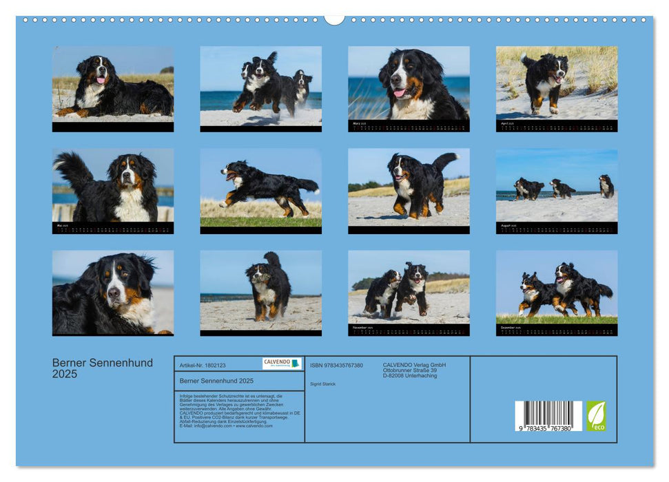 Berner Sennenhund 2025 (CALVENDO Premium Wandkalender 2025)