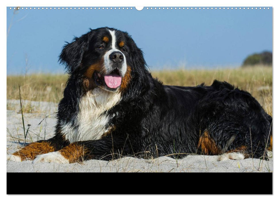 Berner Sennenhund 2025 (CALVENDO Premium Wandkalender 2025)