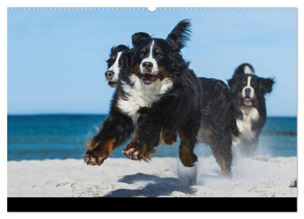 Berner Sennenhund 2025 (CALVENDO Premium Wandkalender 2025)