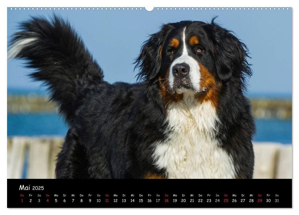 Berner Sennenhund 2025 (CALVENDO Premium Wandkalender 2025)