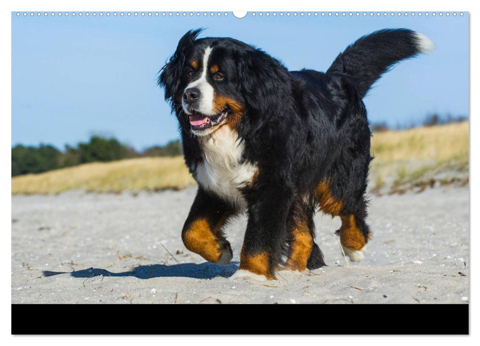 Berner Sennenhund 2025 (CALVENDO Premium Wandkalender 2025)