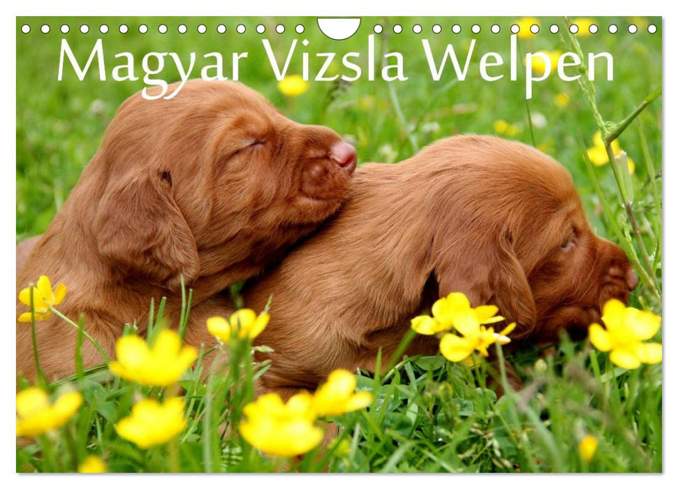 Magyar Vizsla Welpen (CALVENDO Wandkalender 2025)