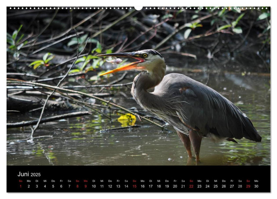 Vancouver und Vancouver Island 2025 (CALVENDO Wandkalender 2025)