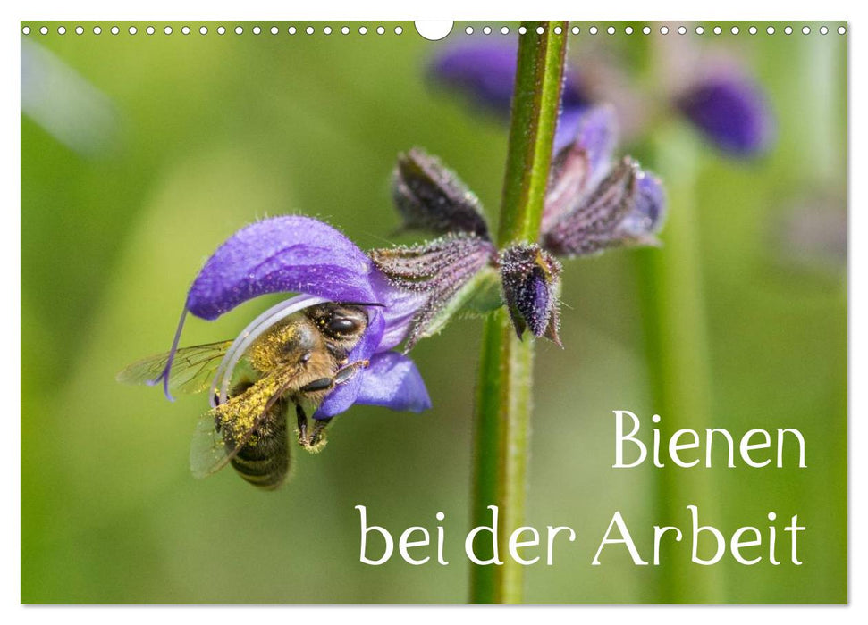 Bienen bei der Arbeit (CALVENDO Wandkalender 2025)