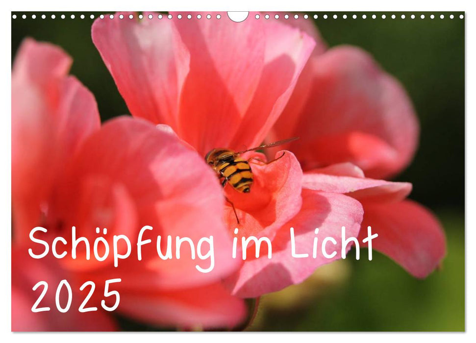 Schöpfung im Licht (CALVENDO Wandkalender 2025)