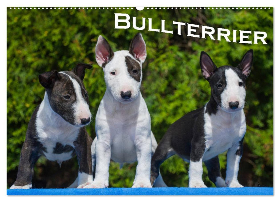 Bullterrier (CALVENDO Wandkalender 2025)