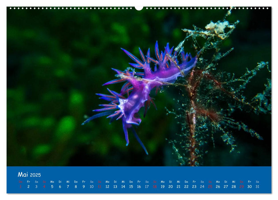 Unterwasserwelten (CALVENDO Premium Wandkalender 2025)