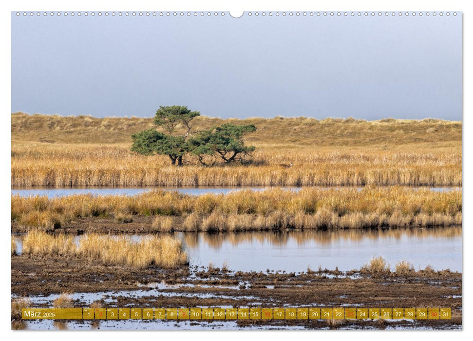 Darß-Zingst Naturimpressionen (CALVENDO Premium Wandkalender 2025)