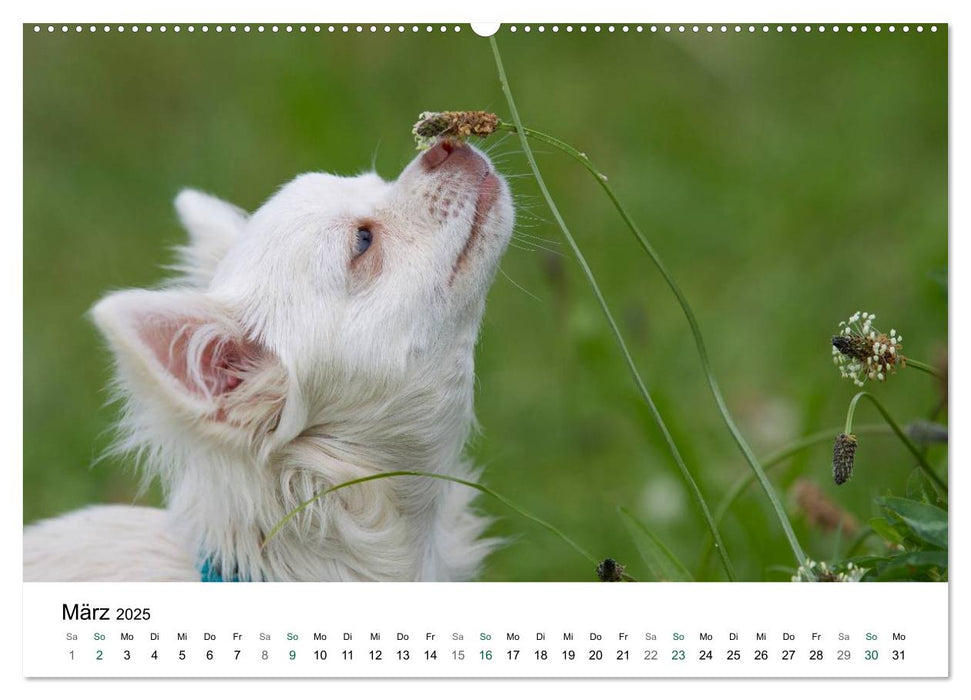 Chihuahuas - kleine Herzensbrecher (CALVENDO Premium Wandkalender 2025)