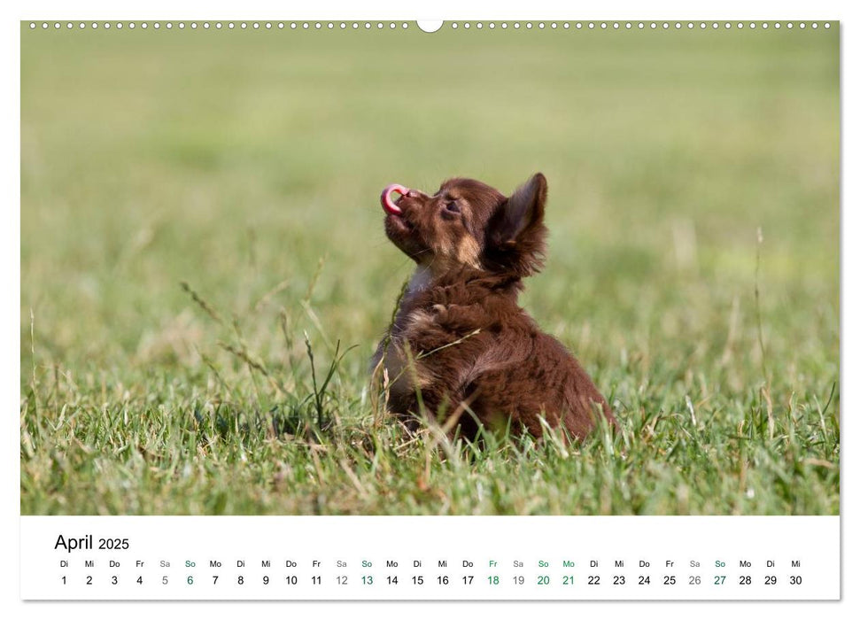 Chihuahuas - kleine Herzensbrecher (CALVENDO Premium Wandkalender 2025)