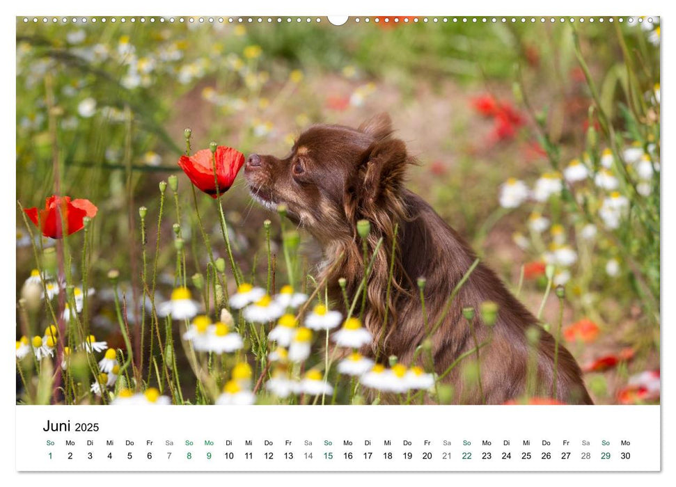 Chihuahuas - kleine Herzensbrecher (CALVENDO Premium Wandkalender 2025)