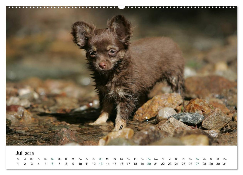 Chihuahuas - kleine Herzensbrecher (CALVENDO Premium Wandkalender 2025)