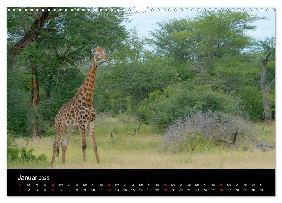 Krüger Nationalpark - Kalender 2025 (CALVENDO Wandkalender 2025)