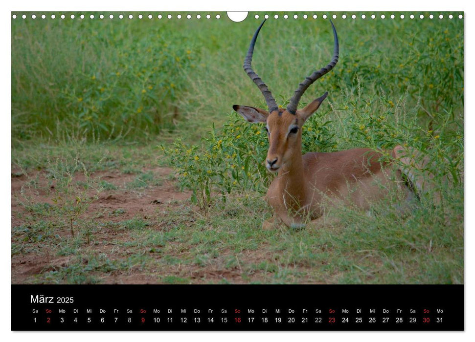 Krüger Nationalpark - Kalender 2025 (CALVENDO Wandkalender 2025)