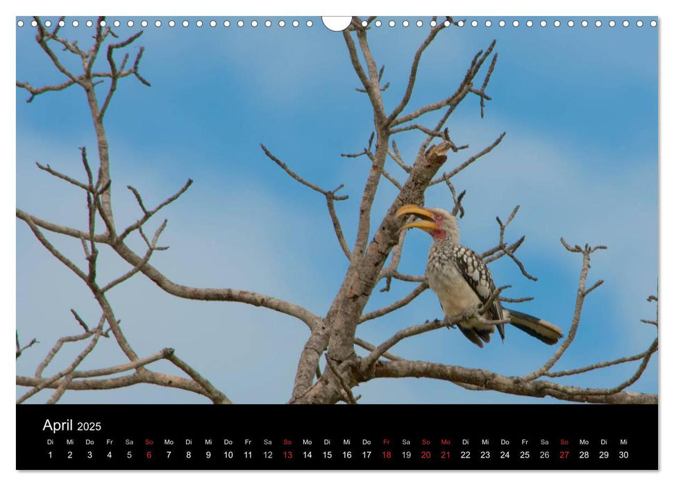 Krüger Nationalpark - Kalender 2025 (CALVENDO Wandkalender 2025)